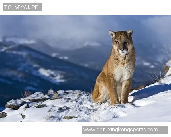 美洲狮与阿特拉斯的精彩对决视频全景解析与精彩瞬间回顾